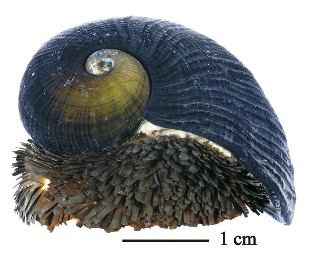 Un caracol con caparazón de hierro